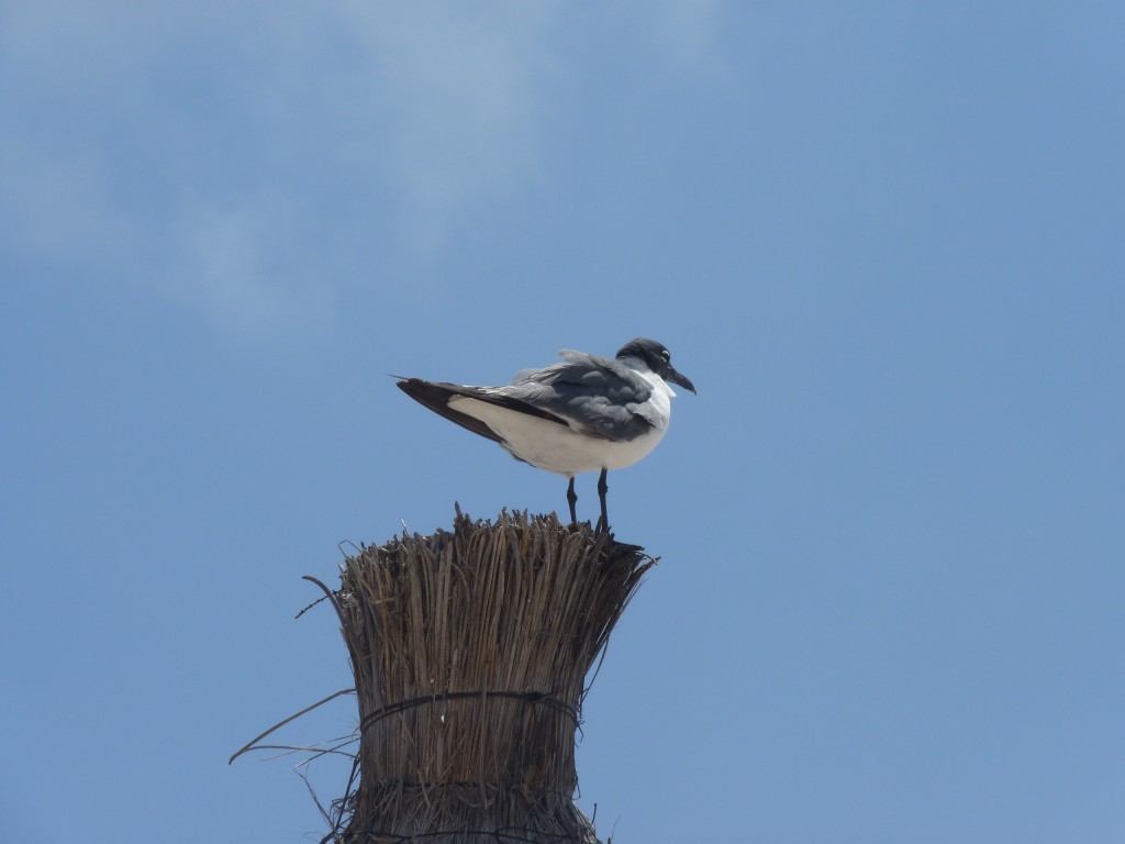 Foto: Tulum - Riviera Maya (Quintana Roo), México