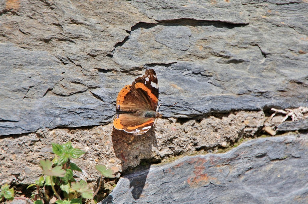 Foto: Primavera - Patones de Arriba (Madrid), España