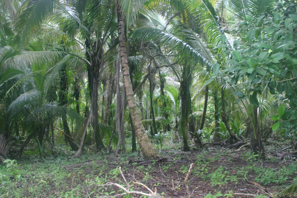 Foto de Isla de Bastimento (Bocas del Toro), Panamá