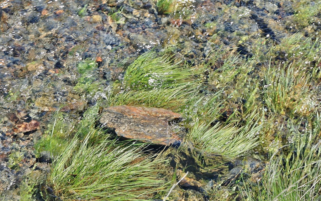 Foto: Arroyo de Patones - Patones de Arriba (Madrid), España