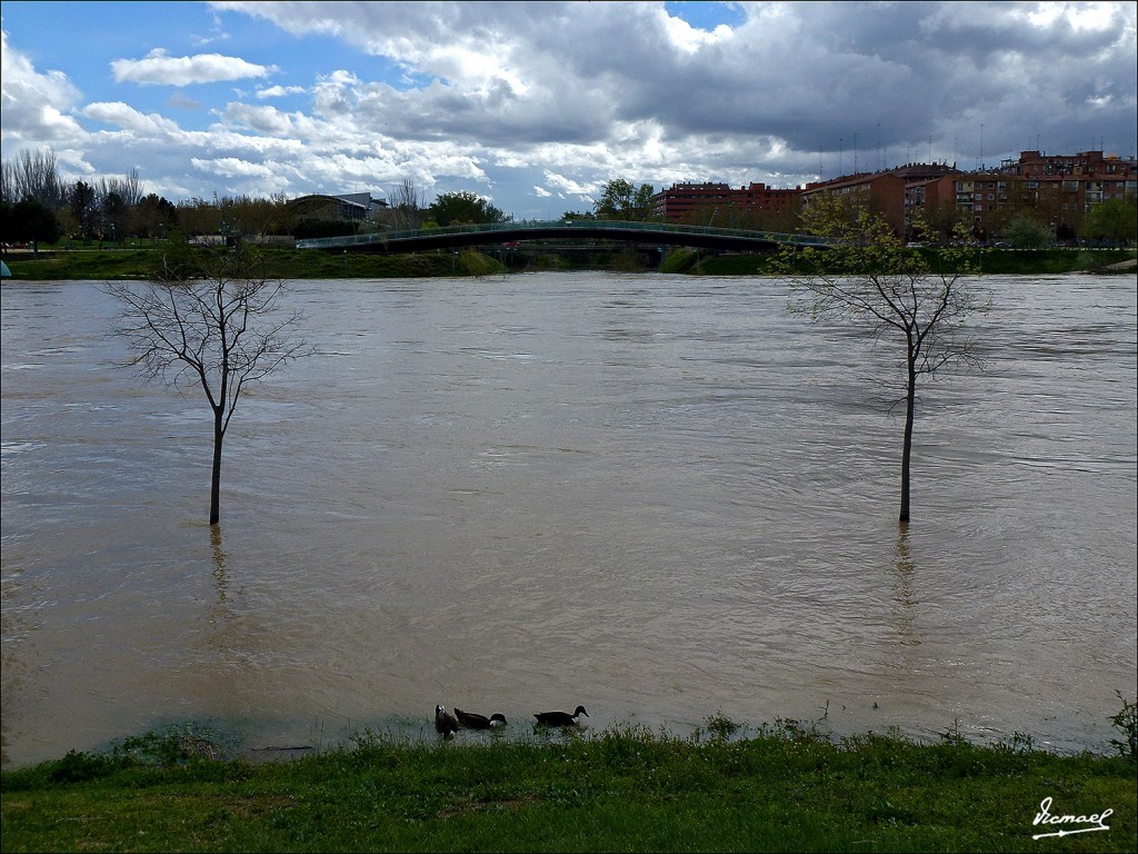 Foto: 130402-17 RIADA EN EL EBRO - Zaragoza (Aragón), España