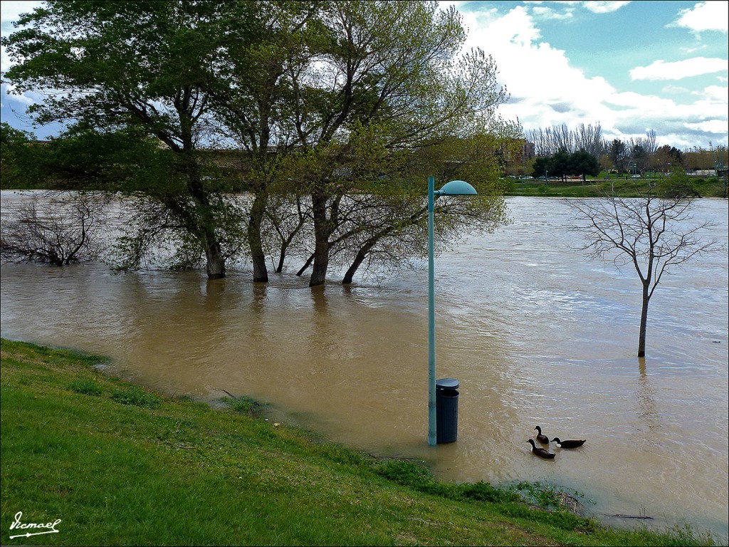 Foto: 130402-18 RIADA EN EL EBRO - Zaragoza (Aragón), España