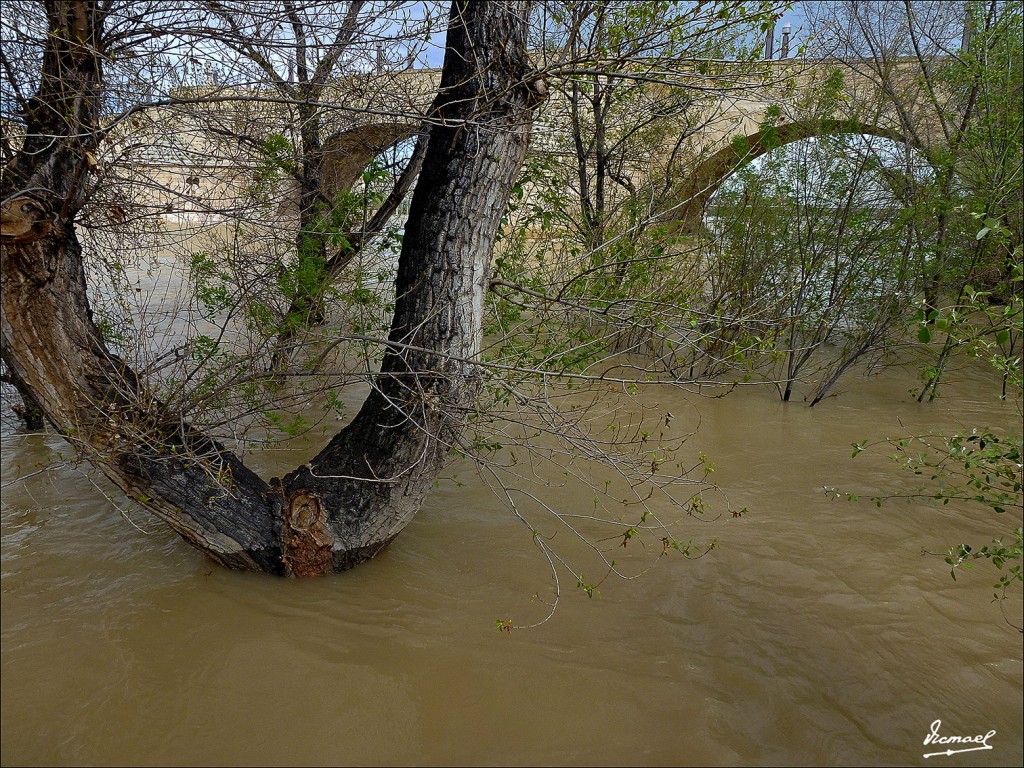 Foto: 130402-53 RIADA EN EL EBRO - Zaragoza (Aragón), España