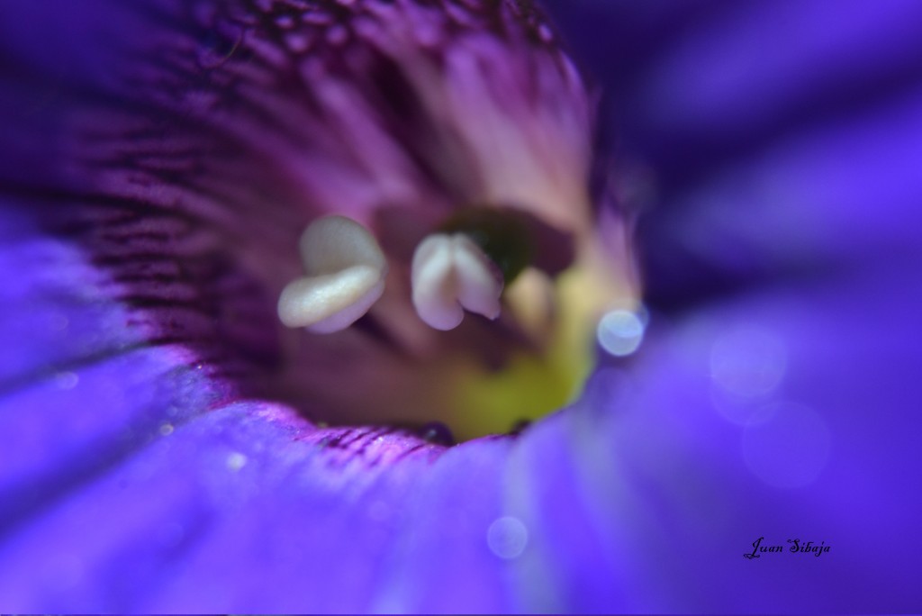 Foto: Fotos Macro - Grecia (Alajuela), Costa Rica