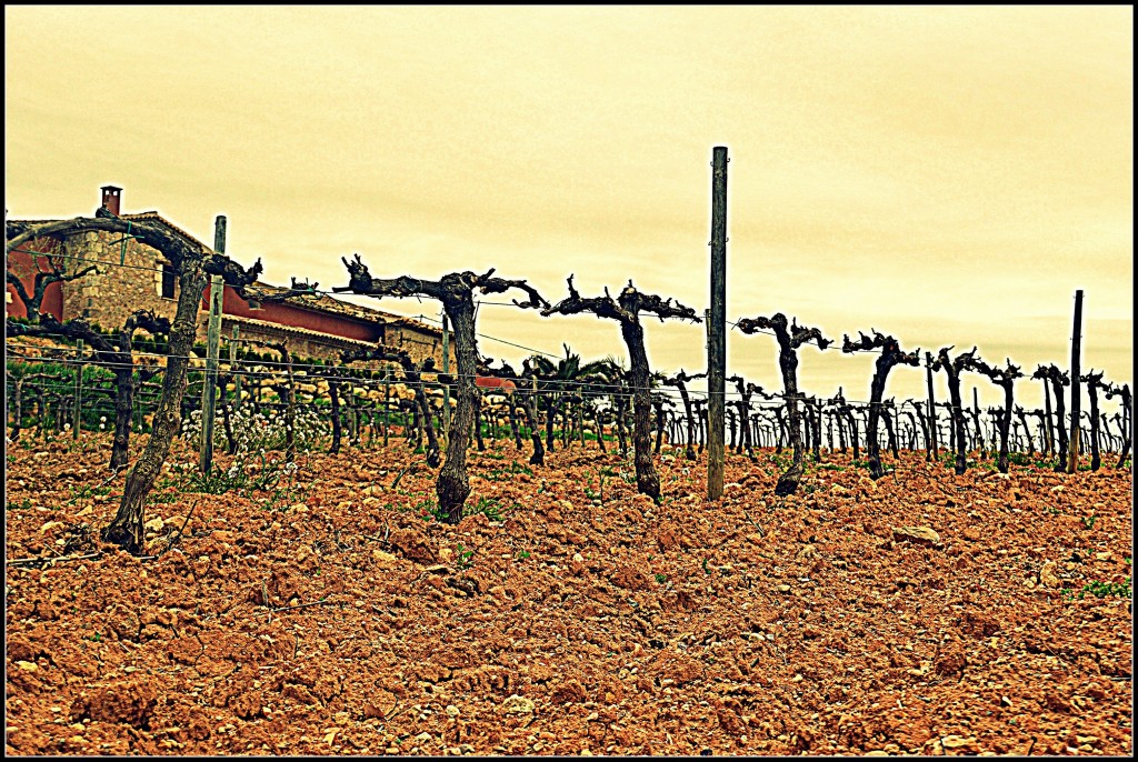 Foto: Viñas del Penedes - Torrelles de Foix (Barcelona), España