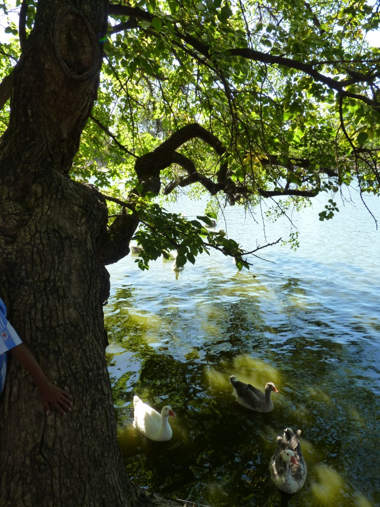 Foto: Parque Tres de Febrero - Ciudad Autónoma de Buenos Aires (Buenos Aires), Argentina