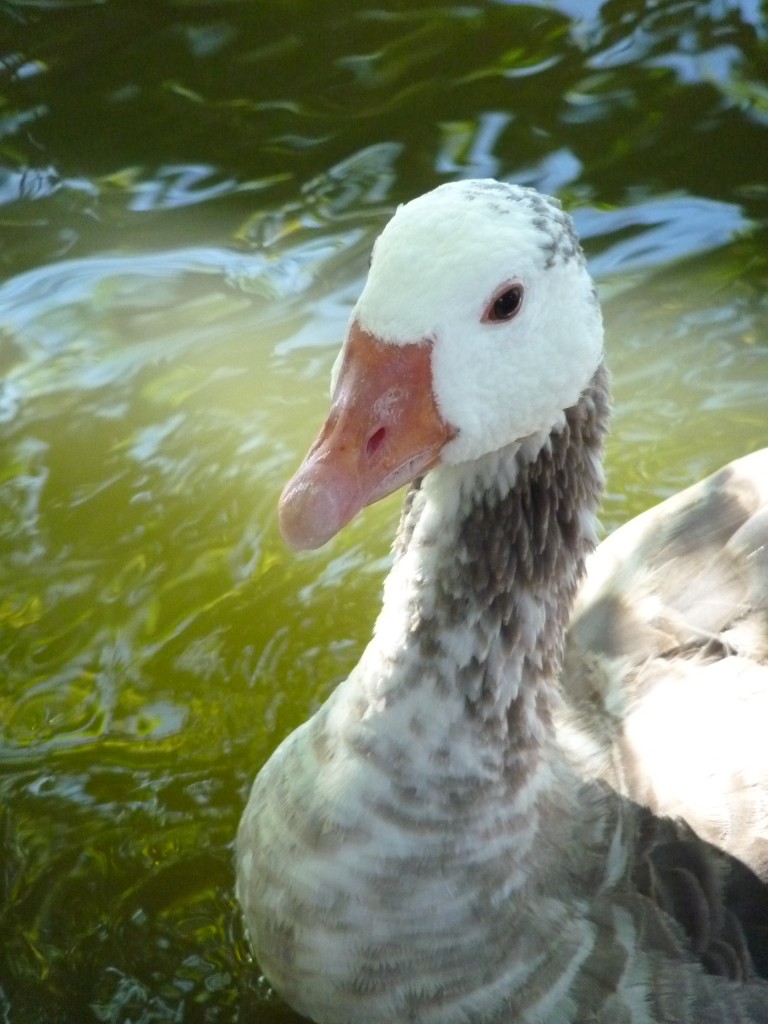 Foto: Parque Tres de Febrero - Ciudad Autónoma de Buenos Aires (Buenos Aires), Argentina