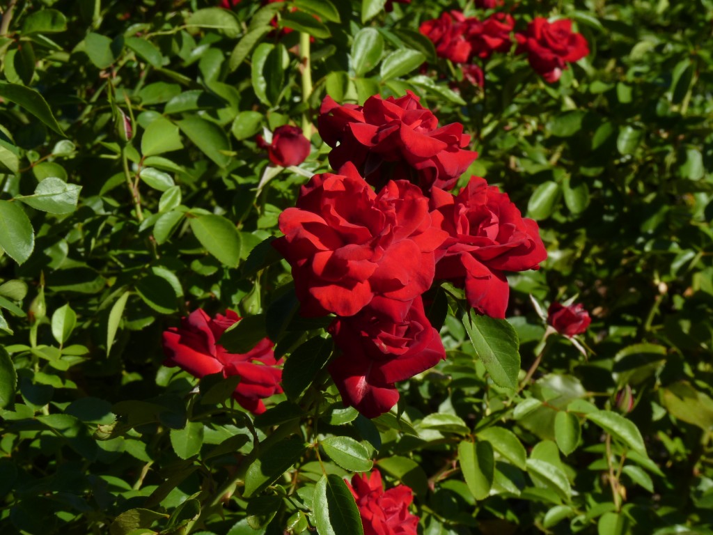 Foto: Parque Tres de Febrero - Ciudad Autónoma de Buenos Aires (Buenos Aires), Argentina