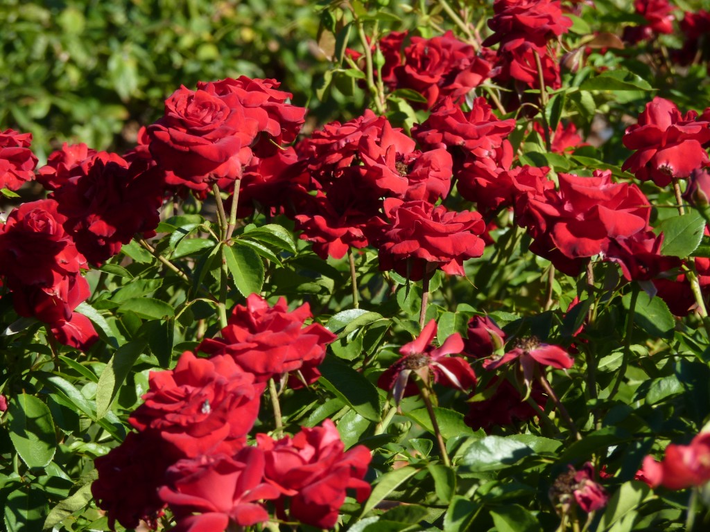 Foto: Parque Tres de Febrero - Ciudad Autónoma de Buenos Aires (Buenos Aires), Argentina