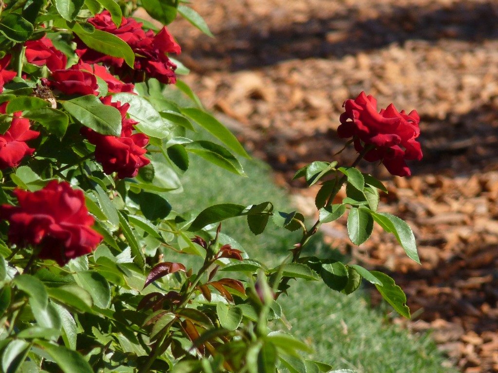 Foto: Parque Tres de Febrero - Ciudad Autónoma de Buenos Aires (Buenos Aires), Argentina