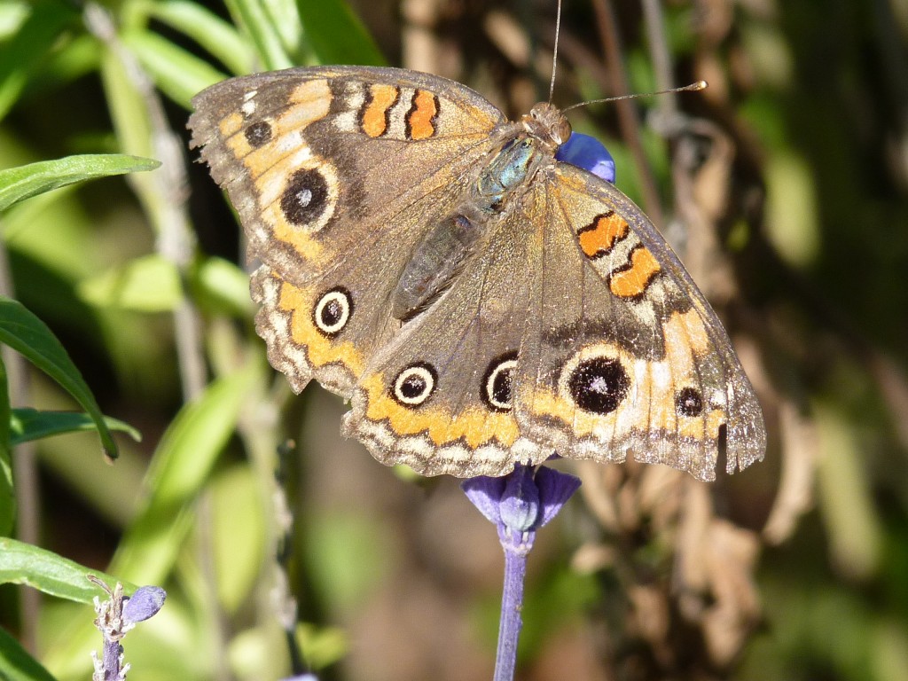 Foto: Parque Tres de Febrero - Ciudad Autónoma de Buenos Aires (Buenos Aires), Argentina