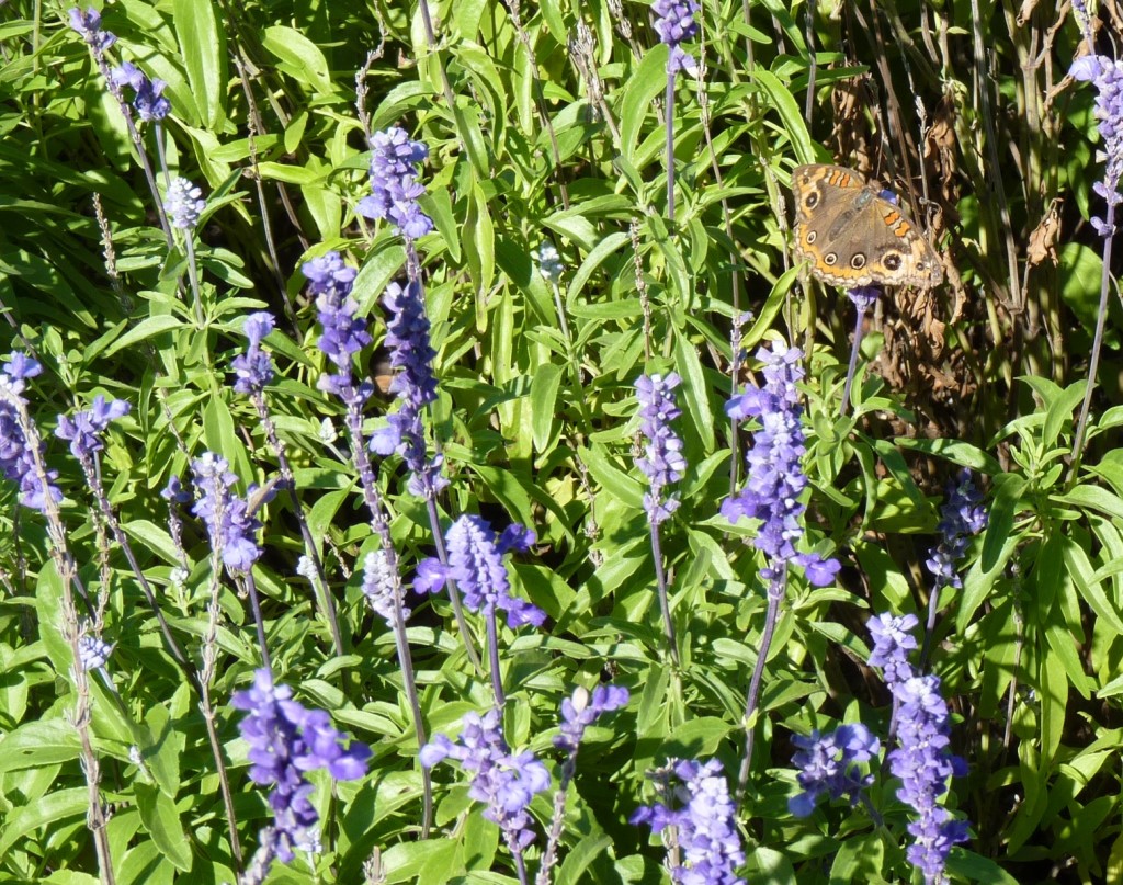 Foto: Parque Tres de Febrero - Ciudad Autónoma de Buenos Aires (Buenos Aires), Argentina
