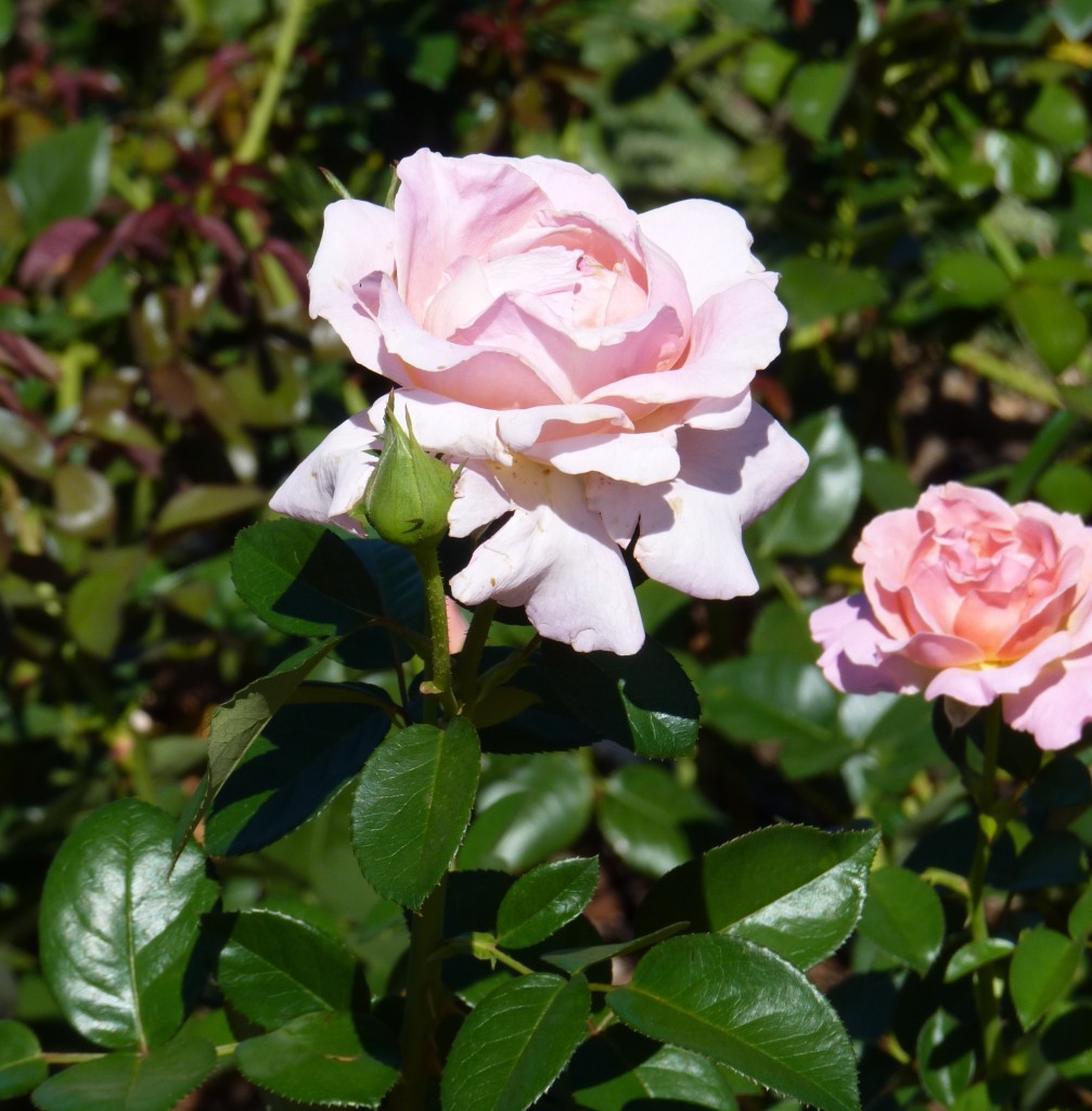 Foto: Parque Tres de Febrero - Ciudad Autónoma de Buenos Aires (Buenos Aires), Argentina