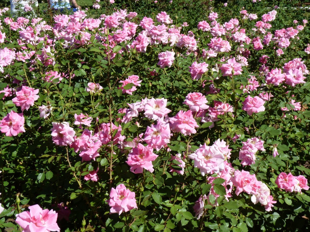Foto: Parque Tres de Febrero - Ciudad Autónoma de Buenos Aires (Buenos Aires), Argentina