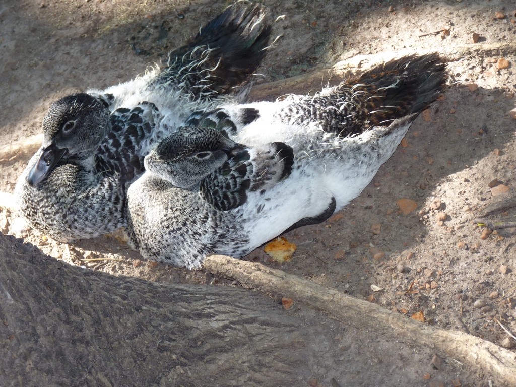 Foto: Parque Tres de Febrero - Ciudad Autónoma de Buenos Aires (Buenos Aires), Argentina