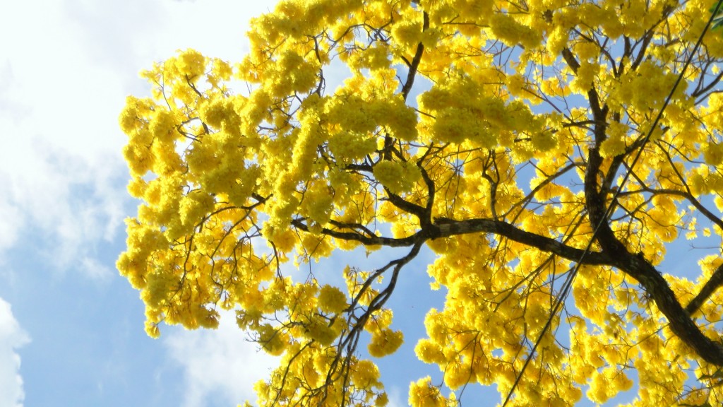 Foto: Upala - Upala (Alajuela), Costa Rica