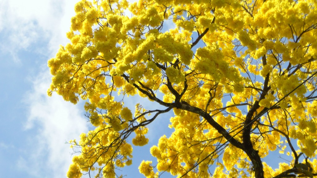 Foto: Upala - Upala (Alajuela), Costa Rica