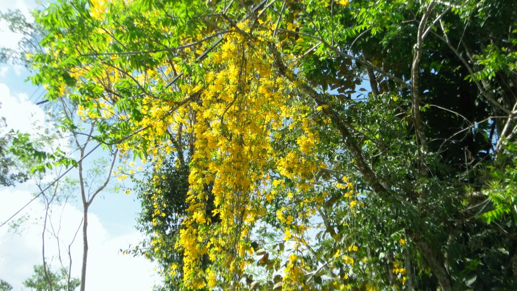 Foto: Upala - Upala (Alajuela), Costa Rica