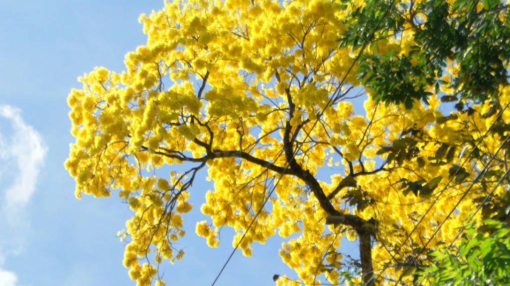 Foto: Upala - Upala (Alajuela), Costa Rica