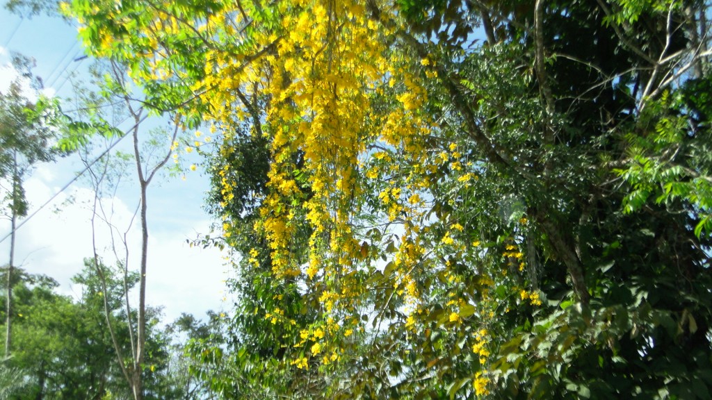 Foto: Upala - Upala (Alajuela), Costa Rica