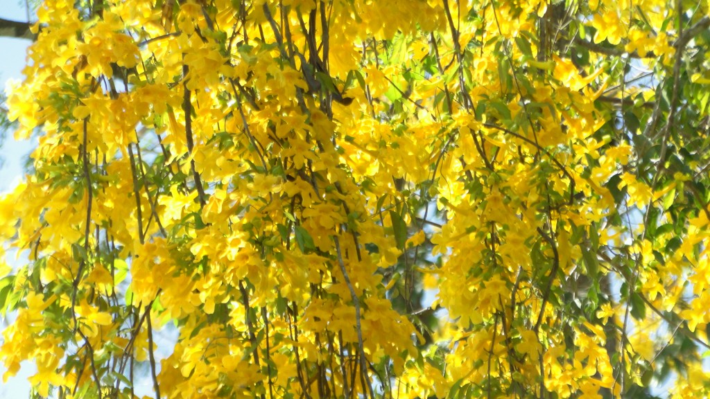 Foto: Upala - Upala (Alajuela), Costa Rica