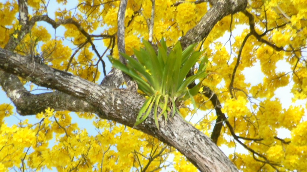 Foto: Upala - Upala (Alajuela), Costa Rica