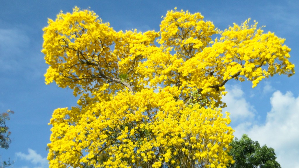 Foto: UPALA - Upala (Alajuela), Costa Rica