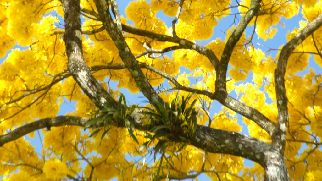 Foto: UPALA - Upala (Alajuela), Costa Rica