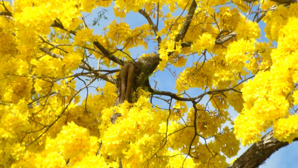 Foto: UPALA - Upala (Alajuela), Costa Rica