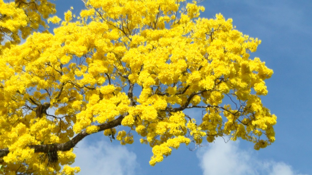 Foto: UPALA - Upala (Alajuela), Costa Rica