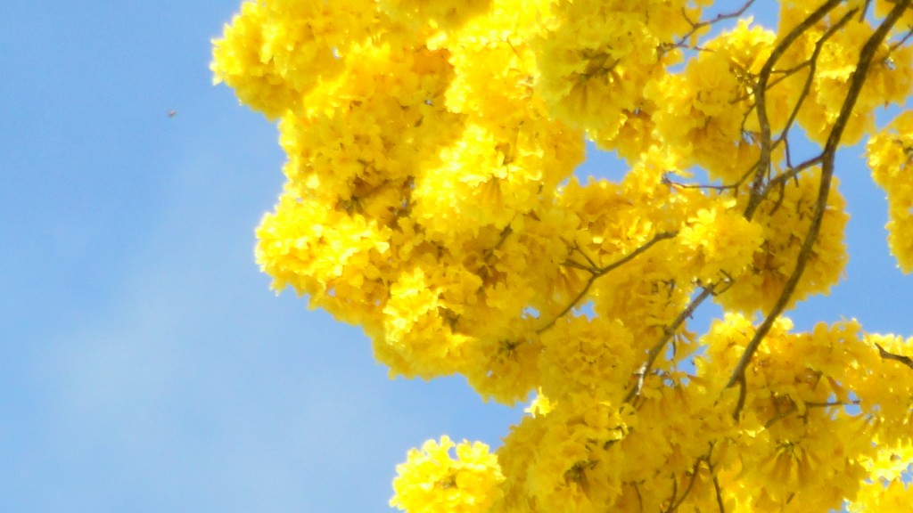 Foto: Upala - Upala (Alajuela), Costa Rica