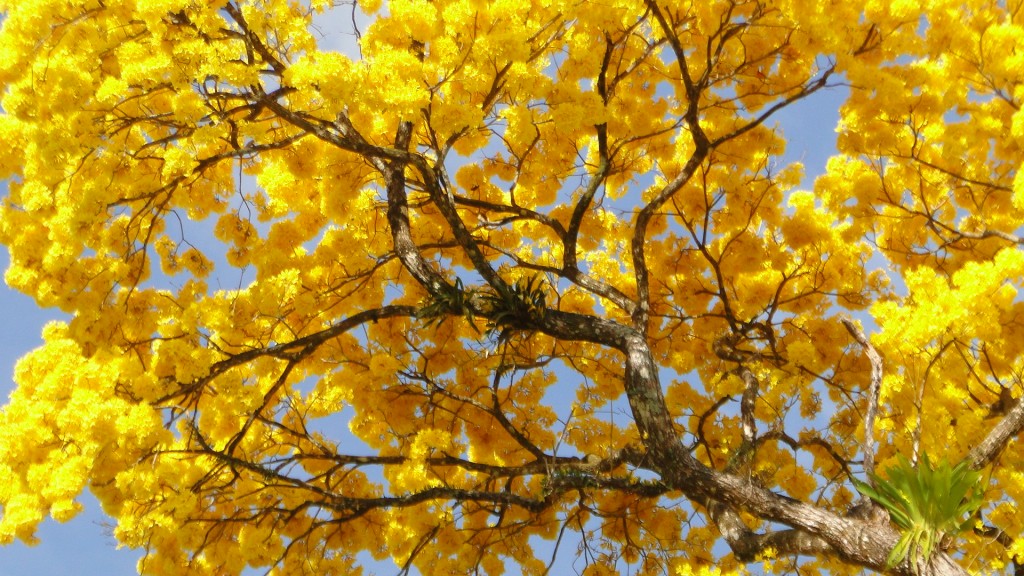 Foto: Upala - Upala (Alajuela), Costa Rica