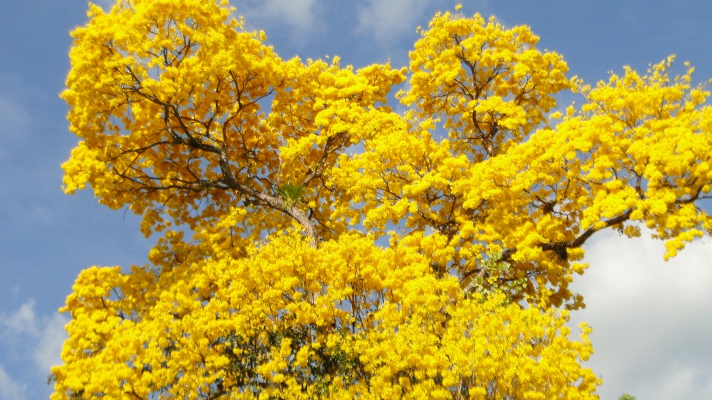 Foto: Upala - Upala (Alajuela), Costa Rica