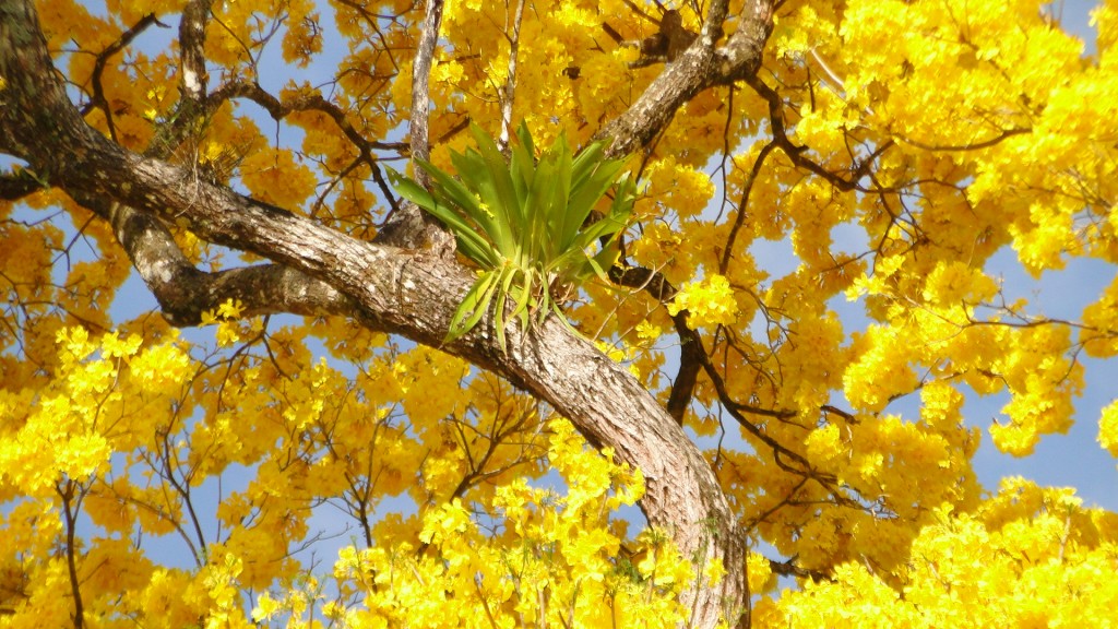 Foto Upala Upala (Alajuela), Costa Rica