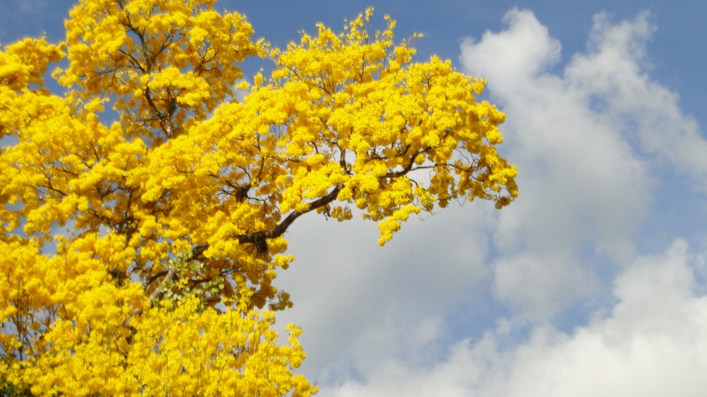 Foto: UPALA - Upala (Alajuela), Costa Rica