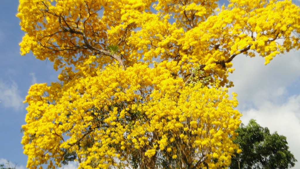 Foto: UPALA - Upala (Alajuela), Costa Rica