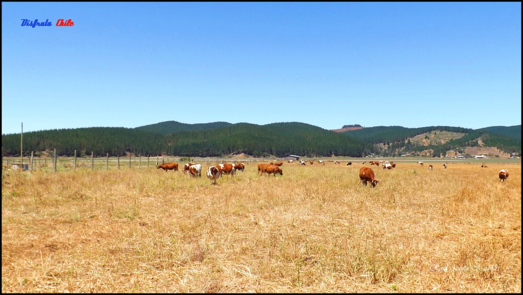 Foto de Bucalemu (Libertador General Bernardo OʼHiggins), Chile