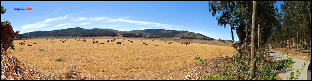 Foto de Bucalemu (Libertador General Bernardo OʼHiggins), Chile