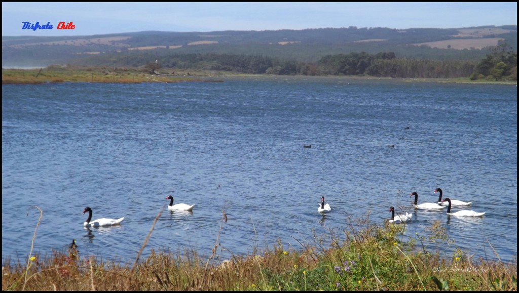 Foto de Pichilemu (Libertador General Bernardo OʼHiggins), Chile