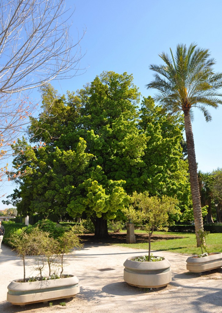 Foto: Arbolado - Valencia (València), España