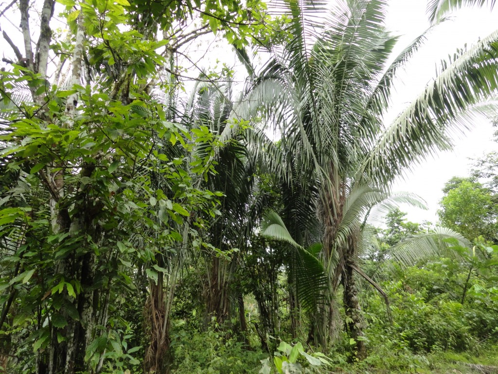 Foto: Paisaje - Simón Bolívar (Villa Flora) (Pastaza), Ecuador