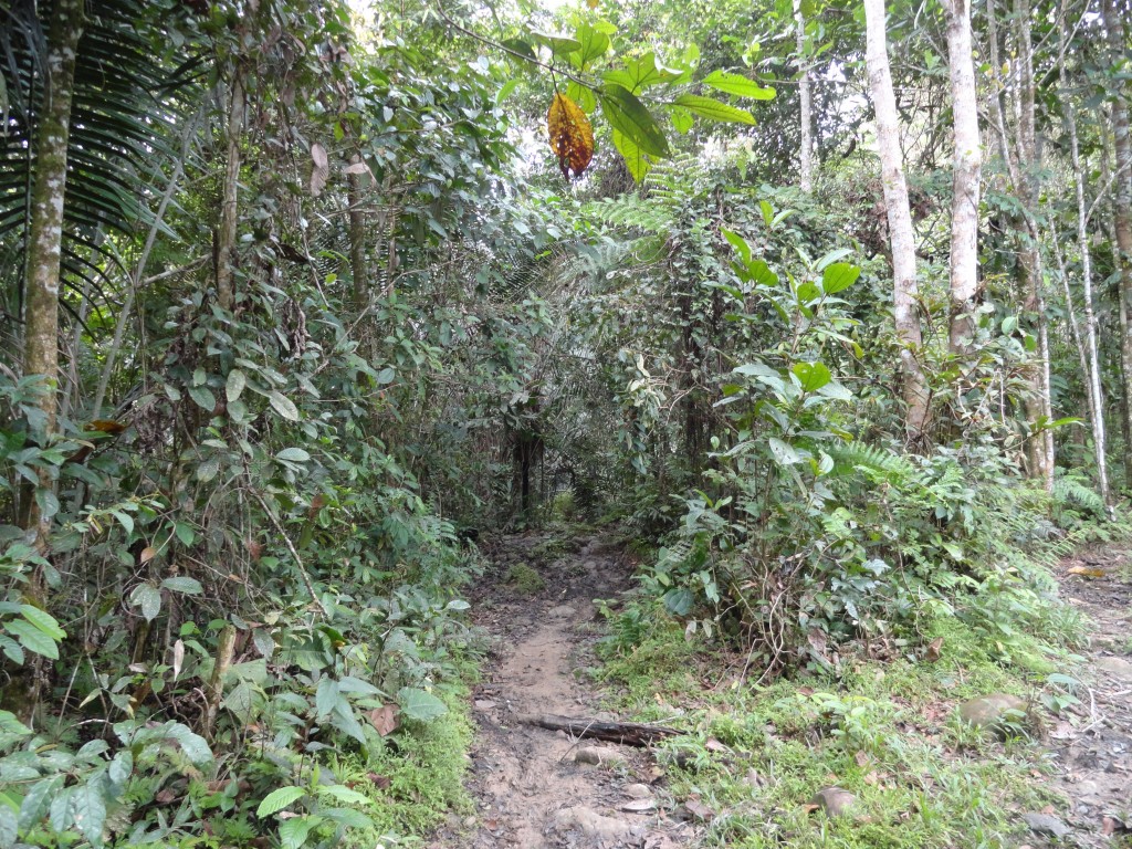 Foto: Paisaje - Simón Bolívar (Villa Flora) (Pastaza), Ecuador