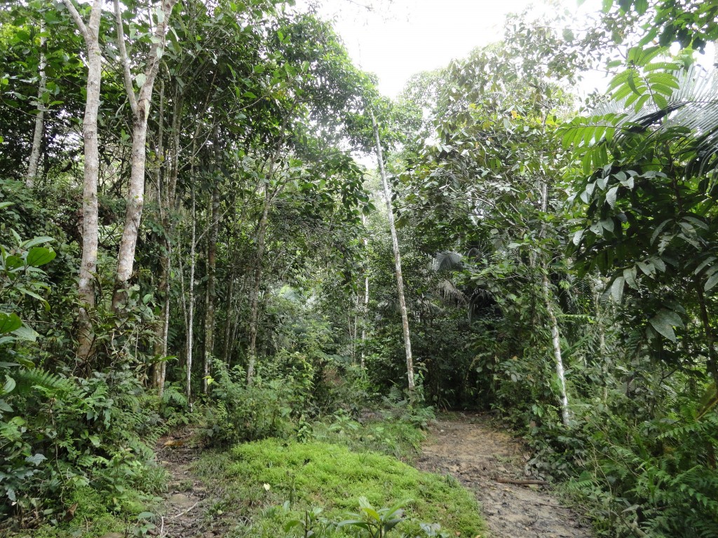 Foto: Paisaje - Simón Bolívar (Villa Flora) (Pastaza), Ecuador