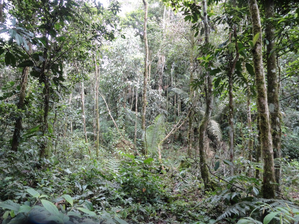 Foto: Paisaje - Simón Bolívar (Villa Flora) (Pastaza), Ecuador
