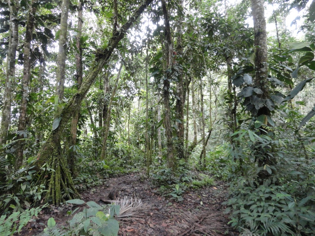 Foto: Paisaje - Simón Bolívar (Villa Flora) (Pastaza), Ecuador