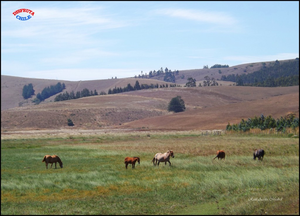 Foto de Bucalemu (Libertador General Bernardo OʼHiggins), Chile