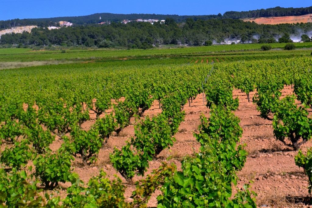 Foto: Viñas de Primavera - Arboç del Penedes (Barcelona), España