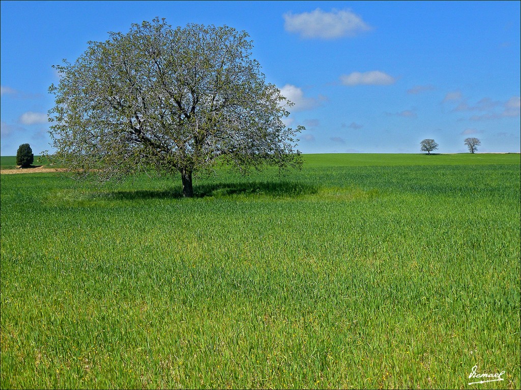 Foto: 130511-03 ALCONCHEL DE ARIZA - Alconchel De Ariza (Zaragoza), España