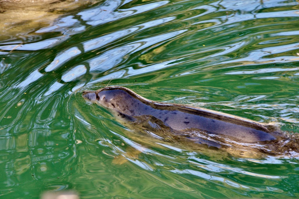 Foto: Zoo - Madrid (Comunidad de Madrid), España