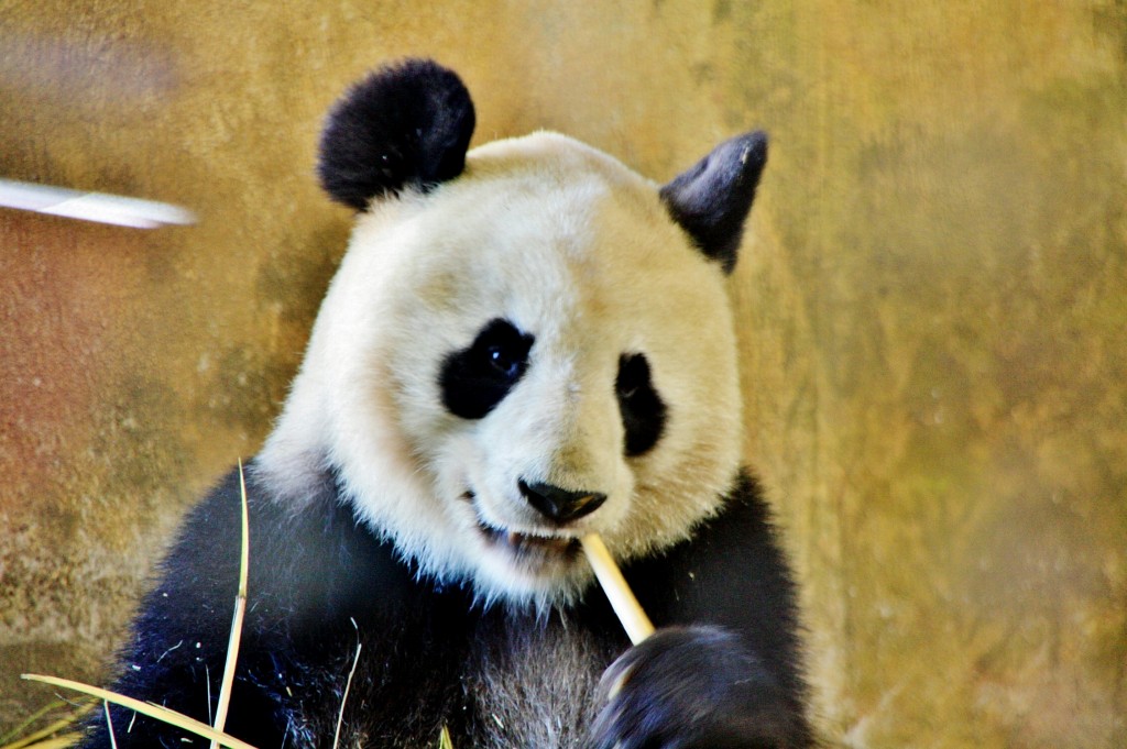 Foto: Zoo - Madrid (Comunidad de Madrid), España